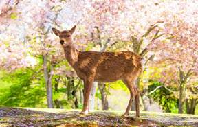 【Classic Japanese Panorama Tour】 One Day Tour to Kyoto and Nara with Deer ｜ Depart from Osaka