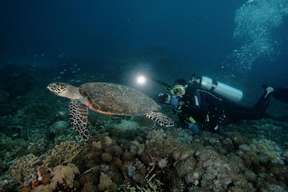 Dive 3 Points on Bunaken Island Including Lunch and Hotel Pick Up