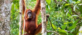 Semenggoh Wildlife Centre Half Day Trip from Kuching