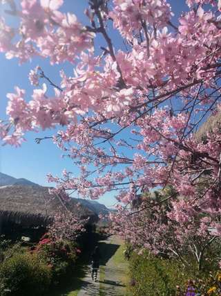 [Limited 33% Off] Alishan YUYUPAS Cultural Park Ticket | Chiayi
