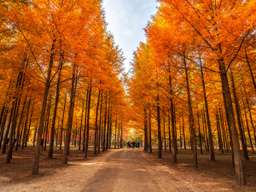 Chuncheon Discovery (Alpaca World, Nami Island & RailBike) Tour by S. A. Tour - 1 Day, THB 2,177.76