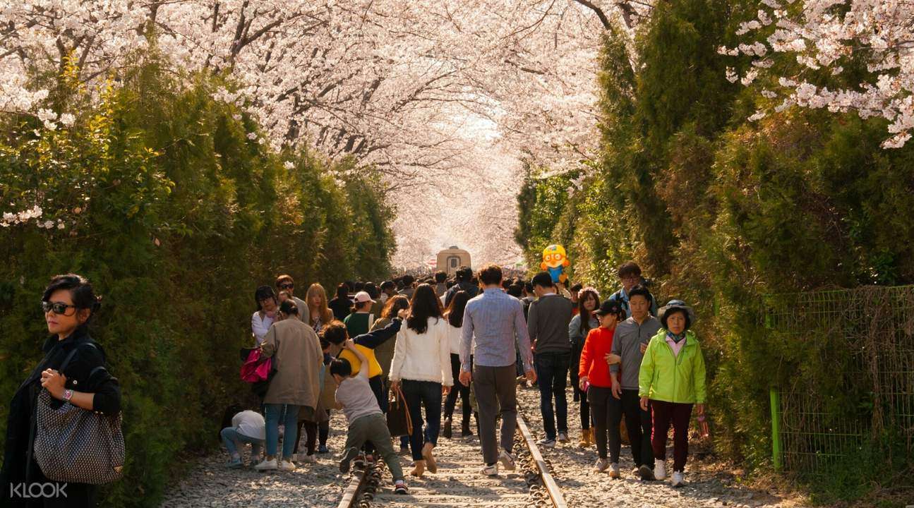 Jinhae Cherry Blossom Festival Day from Daegu Tickets Special Price