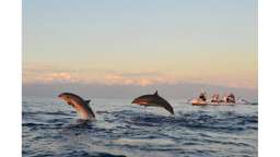 Tur Pantai Lovina Sunrise & Dolphin Watching - 2 Jam, Rp 120.000