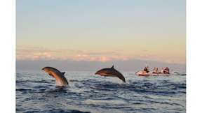 Lovina Beach Sunrise & Dolphin Watching Tour - 2 Hours