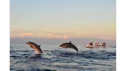 Lovina Beach Sunrise & Dolphin Watching Tour - 2 Hours, RM 34.60