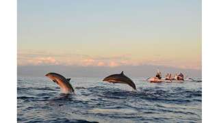 Tur Pantai Lovina Sunrise & Dolphin Watching - 2 Jam, Rp 150.000