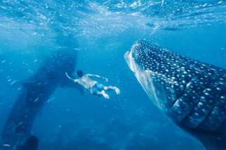 2-Day Cebu Bundle Tour: Oslob Whale Shark Watching & Moalboal Island Hopping + Cebu City Tour with Optional Mactan Cebu Airport Transfers | Philippines