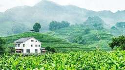 Hangzhou Tea Culture Experience Tour, Rp 863.974