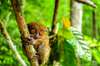 Witness the wildlife in the Tarsier Sanctuary