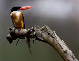 Birdwatching Tour - Half-day Tour, RM 200