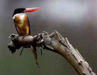 Birdwatching Tour - Half-day Tour