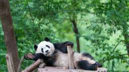 Chengdu All Inclusive Private Day Tour to Giant Panda Base and Leshan Giant Buddha Trip by High-Speed Train, RM 741.22