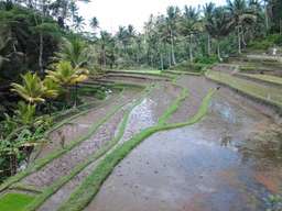 Ubud Customized Private Tour, S$ 46.60