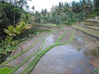 Ubud Customized Private Tour, USD 40