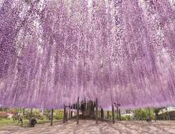 Ashikaga Flower Park - Garden of Illuminated Flowers