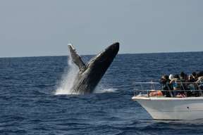 Okinawa Winter Limited Whale Watching Tour from Naha