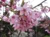 Catch sight of the cherry blossoms