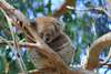 Keep your eyes peeled for koalas in the Kennett River area and watch the wild parrots fly by