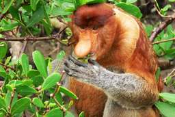 2D1N Sarawak Bako National Park Tour with Night Safari Walk, Rp 2.980.425