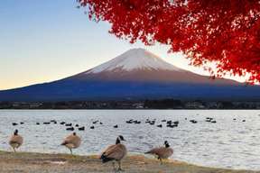 วันเดย์ทัวร์ภูเขาไฟฟูจิจากโตเกียว พร้อมบริการภาษาจีน/อังกฤษ: ภูเขาไฟฟูจิสถานีที่ 5, โอชิโนะฮักไก & ประสบการณ์มัทฉะทะเลสาบคาวากุจิ หรือ พรีเมี่ยมเอาท์เล็ตโกเท็มบะ | โตเกียว