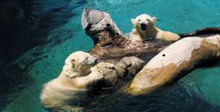 Sea World and Paradise Country Package