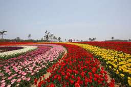 Taean Tulip Festival and Strawberry Picking Tour from Seoul, Rp 1.232.998