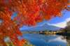 Adore the bright orange fall foliage that compliments the elegant presence of Mt. Fuji (expected foliage time: mid-October–late November)