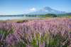 See the unending field of violet and smell the dreamy lavender during summer (expected bloom: late June–late July)