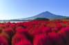 Be amazed by the crimson Kochia perched all over the park in the autumn (expected bloom: mid to late October)