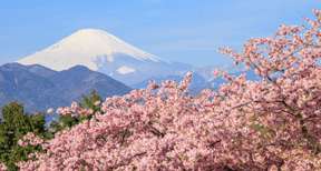 Mt. Fuji Day Tour from Tokyo: Lake Kawaguchi, Oshino Hakkai, Gotemba Outlets & Konohana no Yu