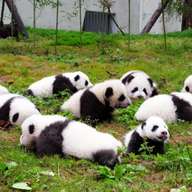 Sichuan:Wolong China Giant Panda Garden Shenshuping Base of CCRCGP