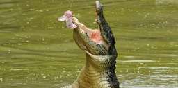 Jong's Crocodile Farm Day Tour - 3 Hours, SGD 36