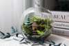 Moss Ecological Glass Ball