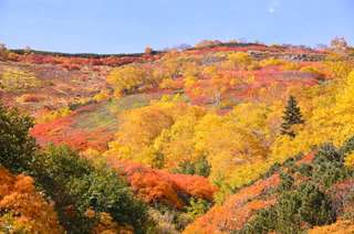 Hokkaido 2-Day Tour | 10 Autumn Foliage Highlights in Daisetsuzan Asahidake & Kurodake, Sounkyo, Obako, and Biei (Departing from Sapporo)