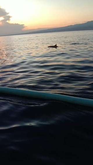 Snorkeling and dolphin tour lovina bali, VND 241.013