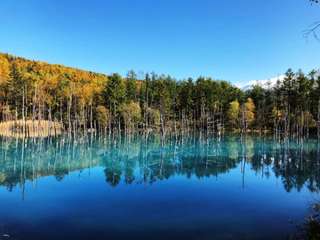 Hokkaido Half-Day Private Charter Car Tour: Biei & Furano Full Course, Asahiyama Zoo, and Hill Tour