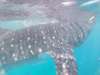 Have the ultimate whale shark experience