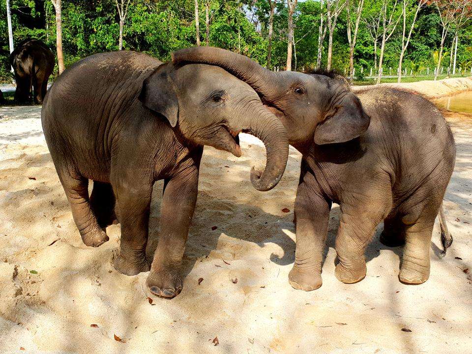 Thailand Green Elephant Sanctuary Park.