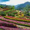 Explore the lush Buwakan ni Alejandra garden