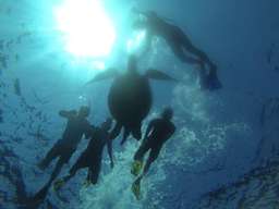 Snorkeling Trip 3 Gili's (Gili Trawangan, Meno dan Air) with private glass bottom boat (Meeting point at Gili Trawangan)