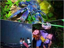 Starry Sky Observation & Jungle Night Tour | Ishigaki island, Okinawa, AU$51