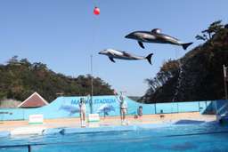 Shimoda Aquarium Admission Ticket｜Shizuoka, Japan, Rp 220.325