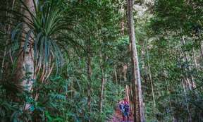 Rainforest and Nocturnal Wildlife Guided Day Tour from Cairns