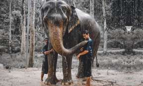 Elephant Mud Bath and Shower Experience in Phuket