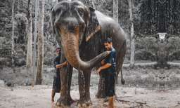 Elephant Mud Bath and Shower Experience in Phuket, THB 1,427.26