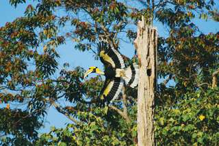 Langkawi Birdwatching Experience with Round Trip Transfer