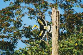 Langkawi Birdwatching Experience