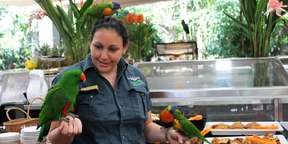 Wildlife Habitat: Breakfast with the Birds in Port Douglas