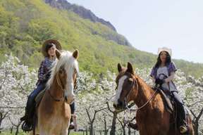 Hokkaido | Horseback Riding Experience | Taxi Transfer From Sapporo Included