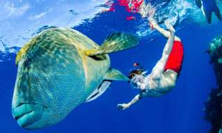 Outer Great Barrier Reef Guided Snorkelling